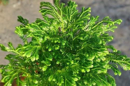  [值钱]野外碰见这种“草”，挖回家做盆景，人称“还魂草”很值钱
