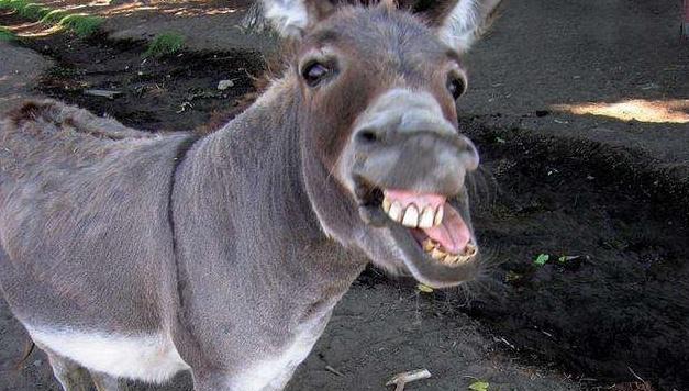 一头驴能卖上万元，为啥农民朋友还是不想养？老农总结了几点原因