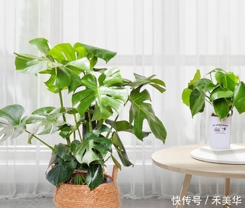  铜钱草■新手必养6种植物，怎么浇水都不会死，好养的很。