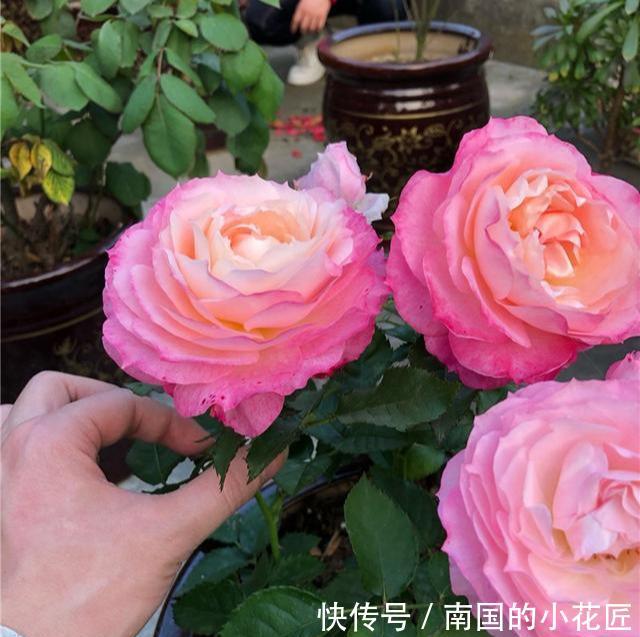  『漂亮』最像“牡丹”的月季花，最好养在阳台上，仙气十足，开花180天
