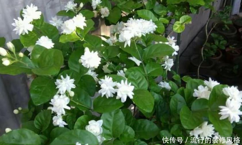  「植物」夏天就养4种植物，随便养一种，赏花赏一年，你养了吗？