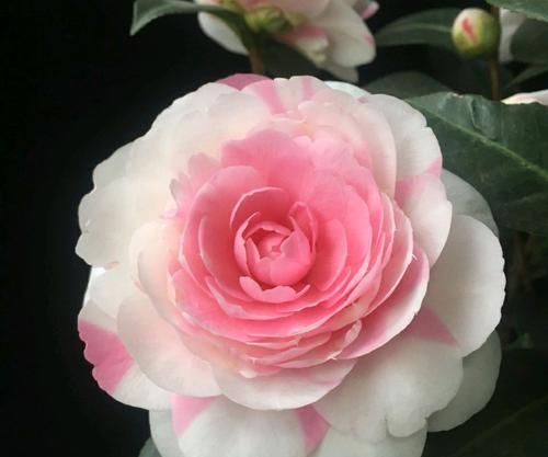  选择：掉花苞掉叶的茶花是选择赏花还是选择存活？小孩子才会选