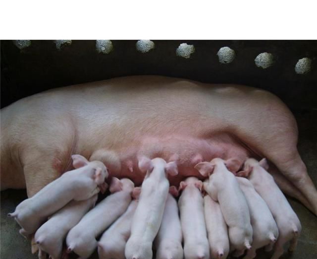 为什么仔猪卖不出，肥猪却成了抢手货？