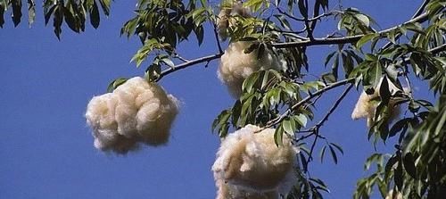  「看过」美丽异木棉的花朵见得多了，可你看过它的果实么？
