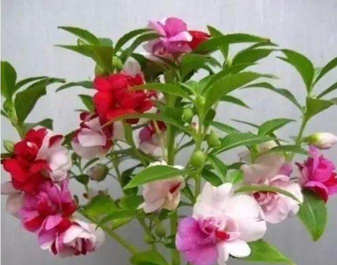 「适合」5种花适合夏天养,开花爆盆花期长,繁花似锦,花色美轮美奂