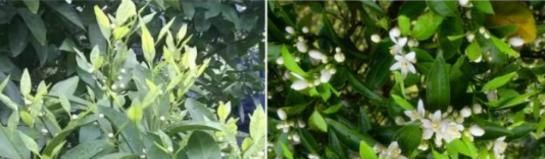  马为害@天气回暖，各柑橘主产区，需要严防蓟马来袭