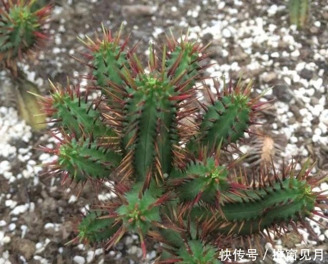  「夏种」浅谈夏种型多肉植物有哪些和它们的一些特点