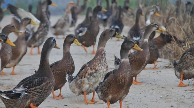  [蛋鸭]养鸡鸭的养殖家，如何给鸡鸭下蛋？ 其实很简单