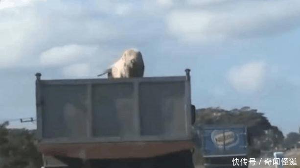 男子开车行驶在高速公路上，却遇见了一场现实版的“越狱”剧情