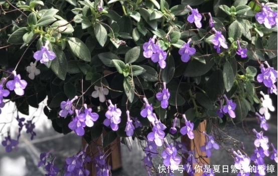  「适合」家里房子比较小，适合养什么花草？这几种可以考虑一下