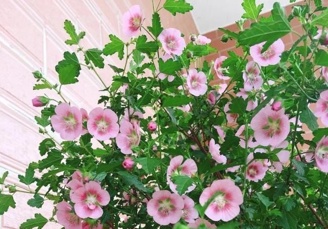  #不难#天气热养花也不难,这4种花“不怕太阳晒”,气温高反而长势旺...