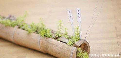 『赶紧搬』卧室养花需谨慎,这五种花千万不能养,卧室植物如何挑选?