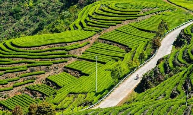  风景：茶山风景无限美！茶山的美让我们心动！