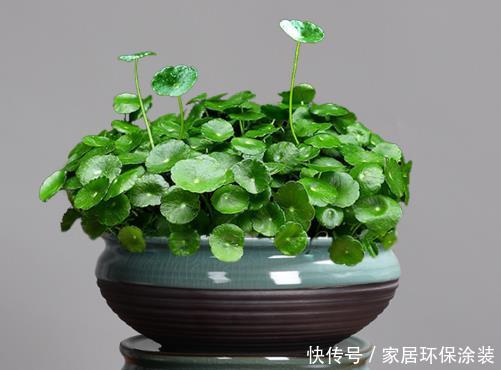  「巴掌」盆栽铜钱草不爆盆？学会4种养护方式，能长出巴掌大的叶片！