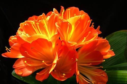  [花箭]君子兰花怎么留种，异花授粉花箭剪除！一起来了解一下吧！