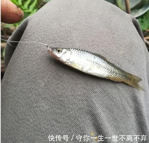 #钓到#除了罗非和清道夫,这5种鱼也是外来鱼种,钓到别轻易流放