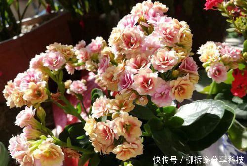 「漂亮」3种花,顶部修剪很重要,越剪长得越猛,不然开花少长得丑!
