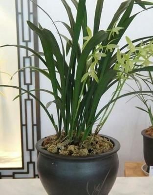  『越爆』这些花最讨厌太阳，越阴凉越爆盆，还能开满花