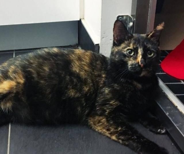 『小伙』怀孕母猫路边求助,小伙带回家以为赚了,结果生出4只纯色小橘猫