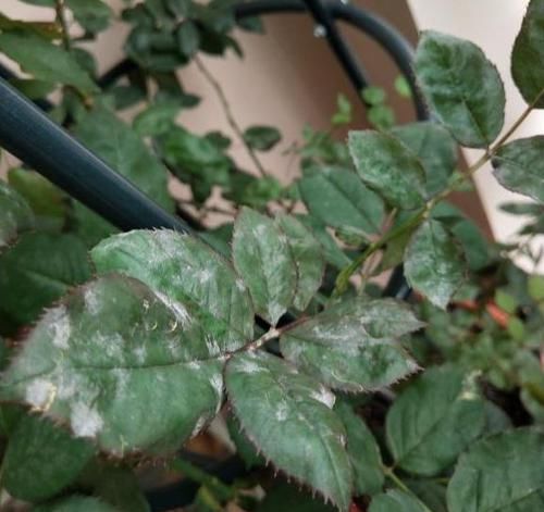  「药水」月季经常喷此药水，从来不得白粉病，花型艳丽，四季爆盆