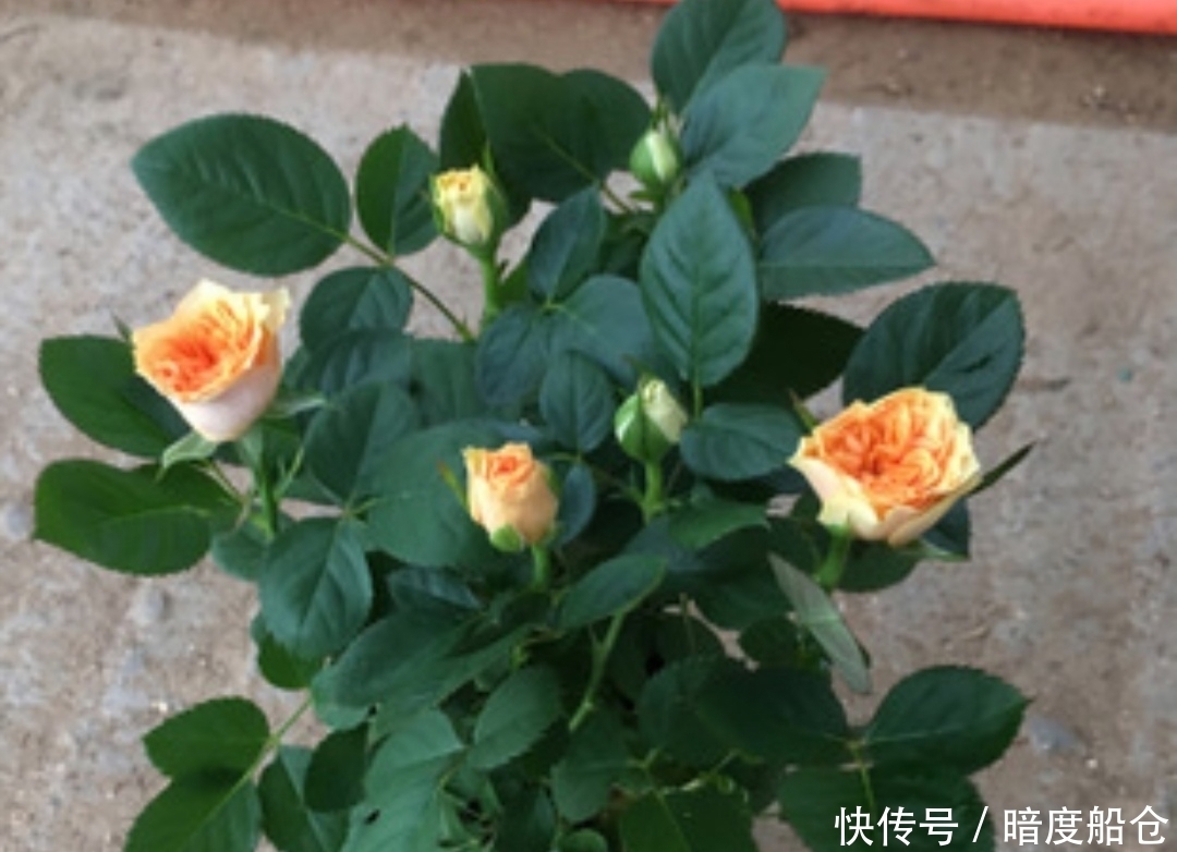 品种■阳台也能养的“微型月季”,花期长、品种多,四季有花赏
