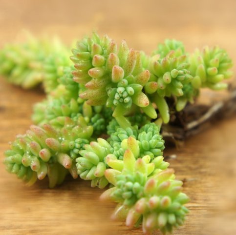 特别@这些多肉植物,养在阳台吊起来,不仅长势旺,还特别好养