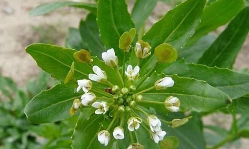  当害：麦田里的野草，过去农民当害草，如今成为上等野菜，一斤卖到20元