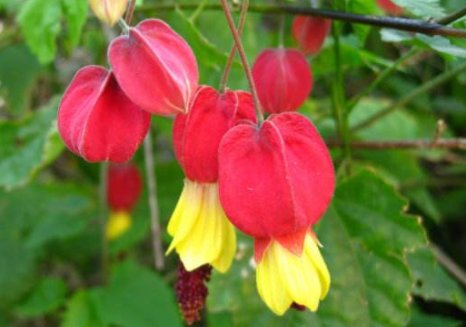 风铃花@阳台上养此款植物,一养四季开花,比绿萝好养,美成“花瀑布”