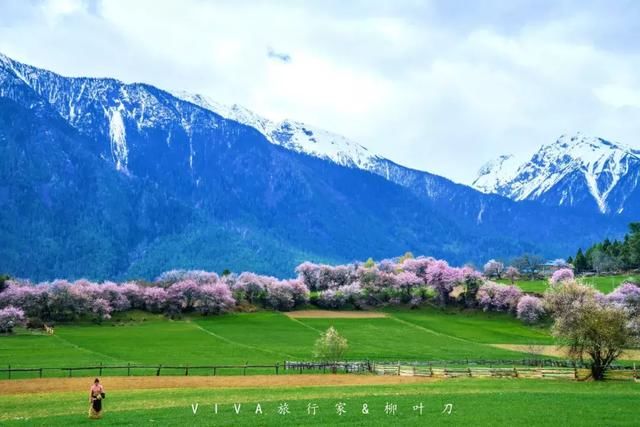再过一个月，国内这处桃花盛景就要藏不住啦！囊括高原最美雪山！