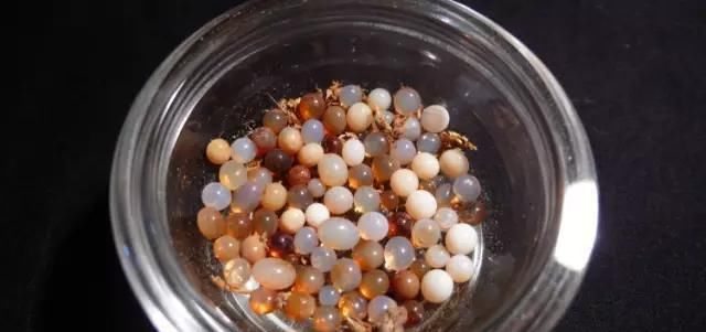  「释迦牟尼」释迦牟尼佛，真身舍利！瞻礼者，获福无量