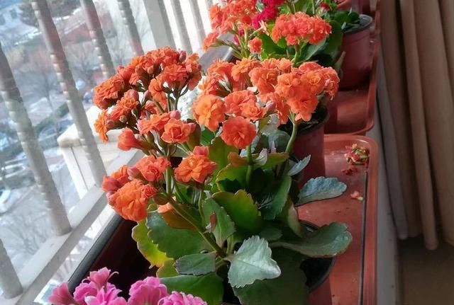 【自制】4月发文:冬季别再闲着了,在家自制3种花肥,既省钱又好用