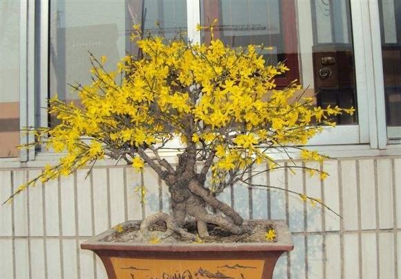  『迎春花』春天的“头牌”迎春花，这样养，春节满金花，满屋生辉