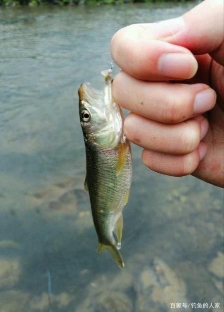  [溪流]清澈小溪寻钓，钓获20多条名贵马口鱼，还钓获珍贵溪水石斑鱼