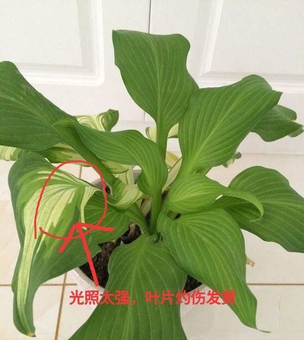  「花朵繁多」玉簪叶片枯黄不开花？了解原因，仅需4步养护，叶片翠绿，花繁多