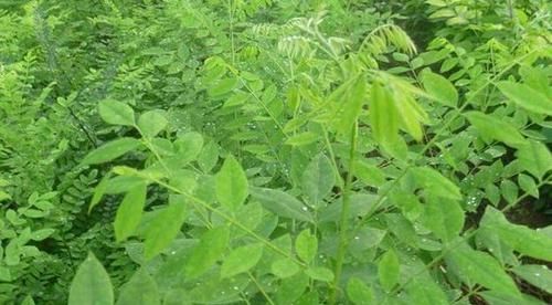 值钱:这“4种树”要多栽,家中养几年,越养越值钱,种多少卖多少!