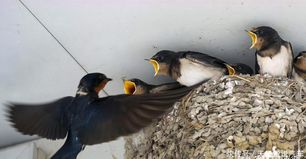  「家中」农村俗语“宅子有三喜，家中才人出”，“三喜”指的是