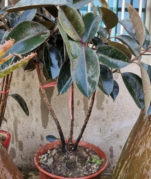 #家里#北欧四兄弟,4种阔叶植物,养在家里能加湿,夏季不用怕燥热
