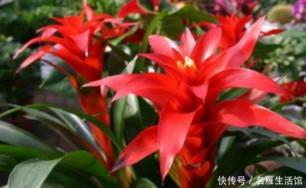 『养花』新手养花,不如养盆花中精品“鸿运当头”,花好吉祥,高贵典雅