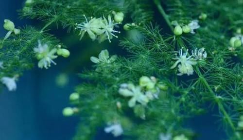  不好■文竹开花是大凶？完全是“扯蛋”，满足3个小要求，白花开满盆