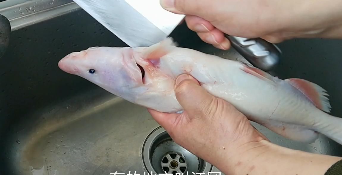 『肉质』淮扬菜大厨分享江苏经典美食——白汁鮰鱼,肉质软糯细腻鲜美异常