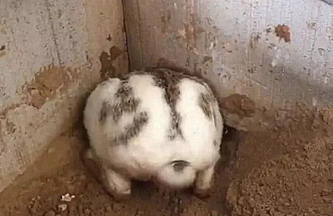 大爷在家中墙角发现一个大洞,里面竟有东西爬出来,捉住后乐开花