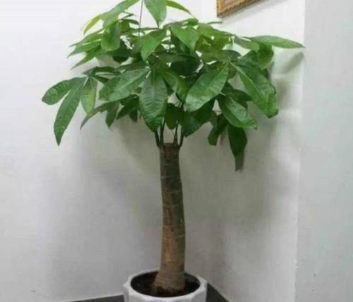  「油绿」养发财树，跟着学正确的浇水方法，叶子常年油绿，还不烂根