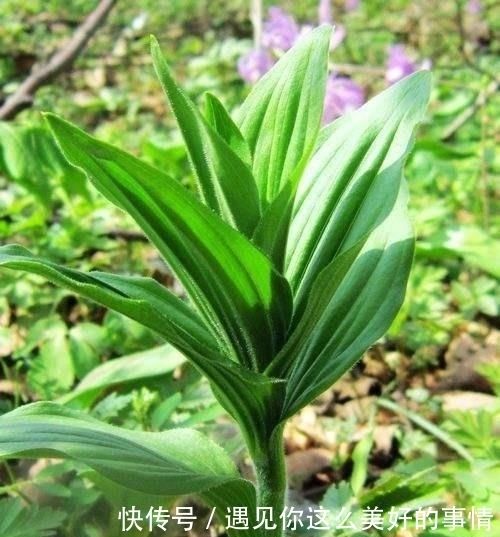 买到|曾经常被当成杂草,如今变成高档野菜,有价无市难买到!