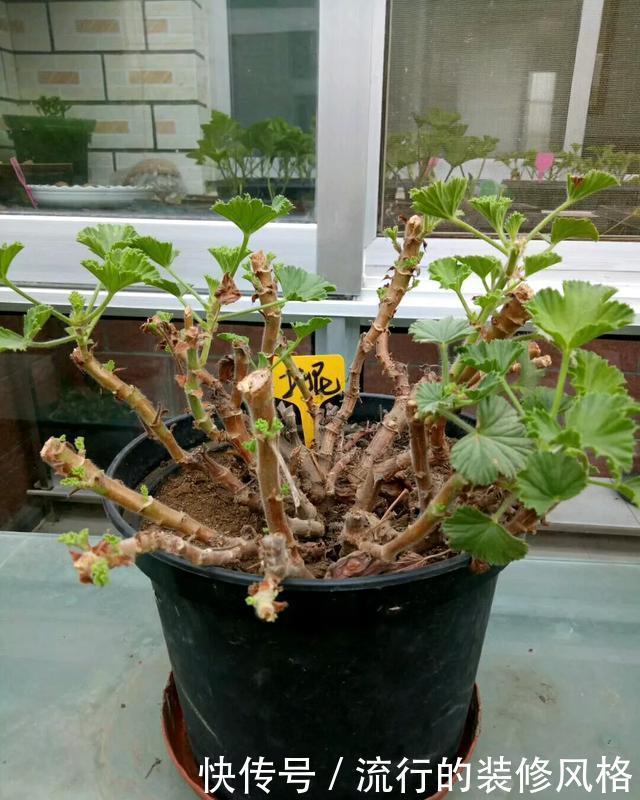 #补充养分#这花千万别养老桩,越老越不开花,想赏花砍1刀,立马满头花苞