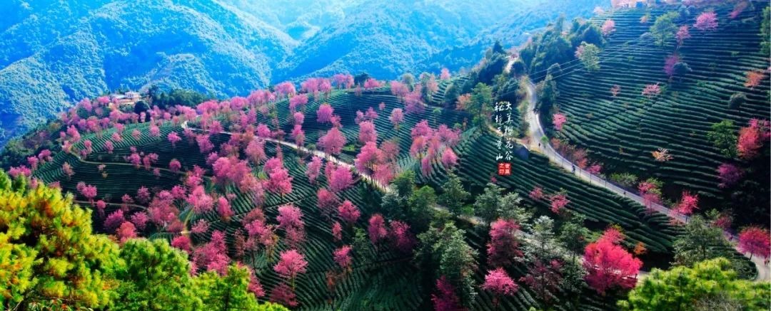 大美无量丨樱花谷的樱花又开了，未来20天，赏花正当时