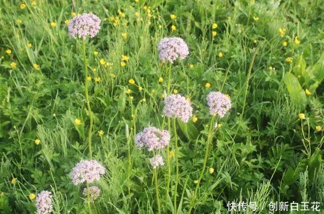  碰到■一种植物，山坡里很常见，碰到把根挖出来，晒干后10元一