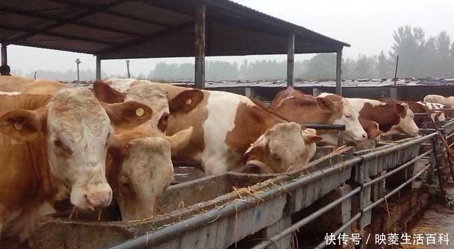  养殖场■养牛不只光靠卖牛赚钱，这些产物也能卖钱，而且收入还