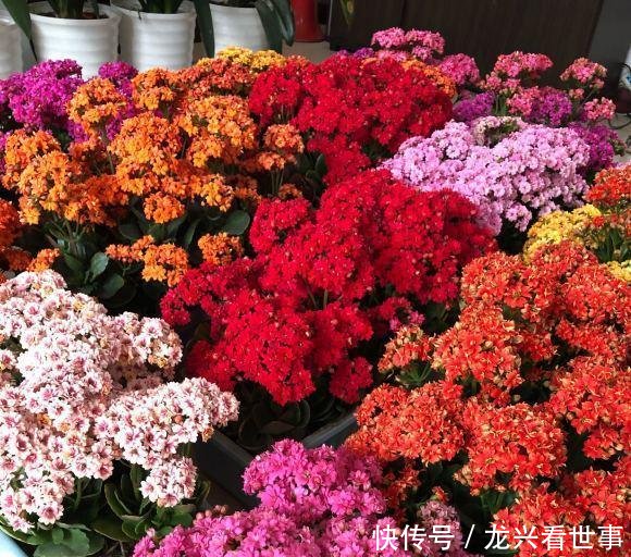  药水■长寿花开败了，轻剪开花，重剪长芽，兑点药水，一年多开几茬花