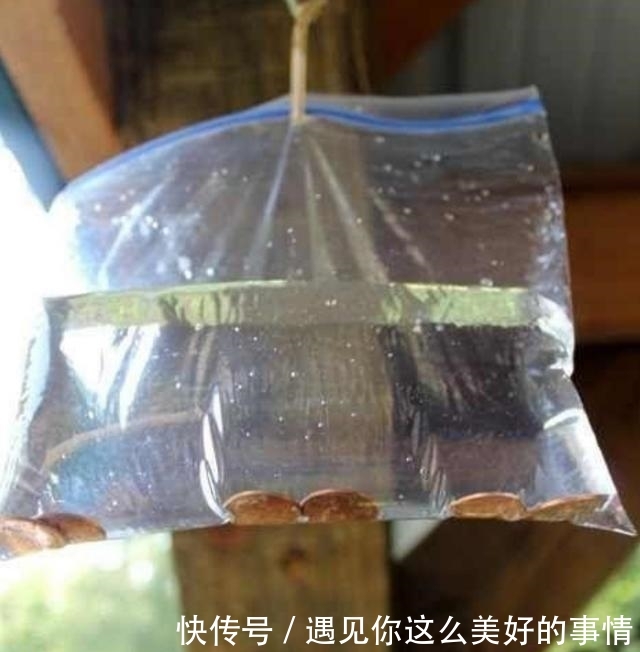 『钢镚』进入夏季,有人往窗边放塑料袋,你知道为何吗