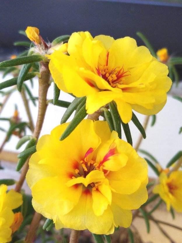 扦插■只用叶子也能扦插,这花把叶子剁5段,插到土里就能长成5盆花